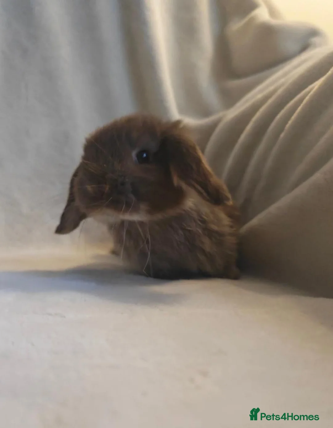 Mini Lop rabbits for sale: Beautiful Mini Lop Bunnies  - Advert 2