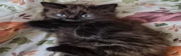 Mixed Breed cats for sale: 8 week old black half maine coone half tabby in Welwyn Garden City - Advert 2
