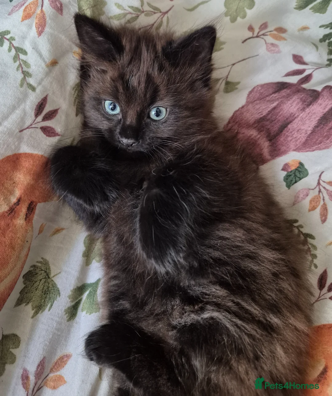Mixed Breed cats for sale: 8 week old black half maine coone half tabby in Welwyn Garden City - Advert 2