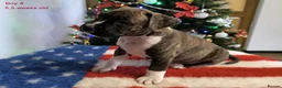 Staffordshire Bull Terrier dogs for sale: ❤️ beautiful Staffordshire puppies 🐶 - Advert 7