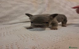 French Bulldog dogs for sale: 4 beautiful French bulldog pups  - Image 6