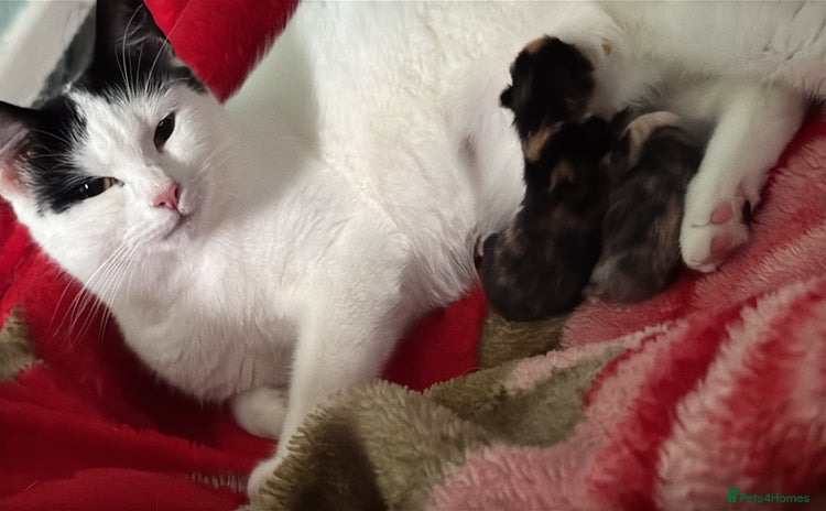 Mixed Breed cats Nebu/nova and luna(mother) - Advert 2