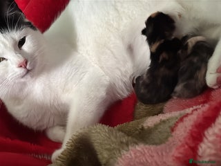 Mixed Breed cats Nebu/nova and luna(mother) - Advert 2