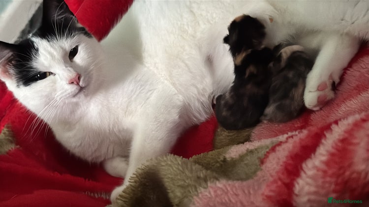 Mixed Breed cats Nebu/nova and luna(mother) - Advert 2