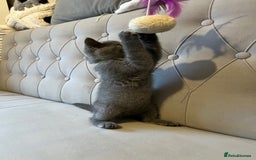 Scottish Fold cats for sale: Amazing Kittens Waiting for You! Just 2 left🥰 - Image 31
