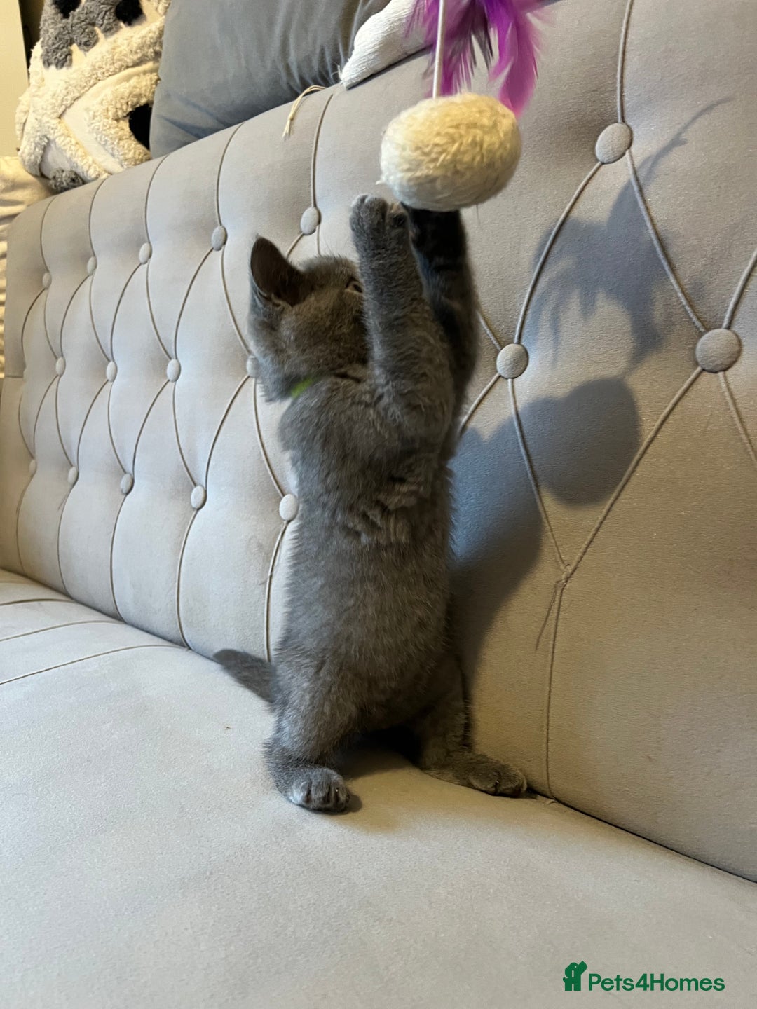 Scottish Fold cats for sale: Amazing Kittens Waiting for You! Just 2 left🥰 - Image 31