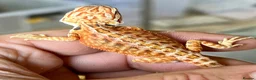 Bearded Dragon reptiles for sale: Red hypo trans Genetic Stripe Bearded Dragons - Advert 10