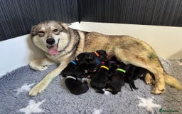Utonagan dogs for sale: Stunning Real Utonagan/ German Shepherd Puppies  - Image 2