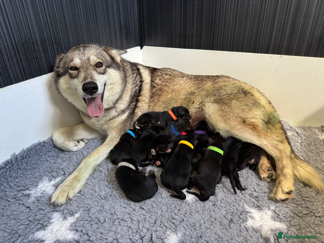 Utonagan dogs for sale: Stunning Real Utonagan/ German Shepherd Puppies  - Image 2