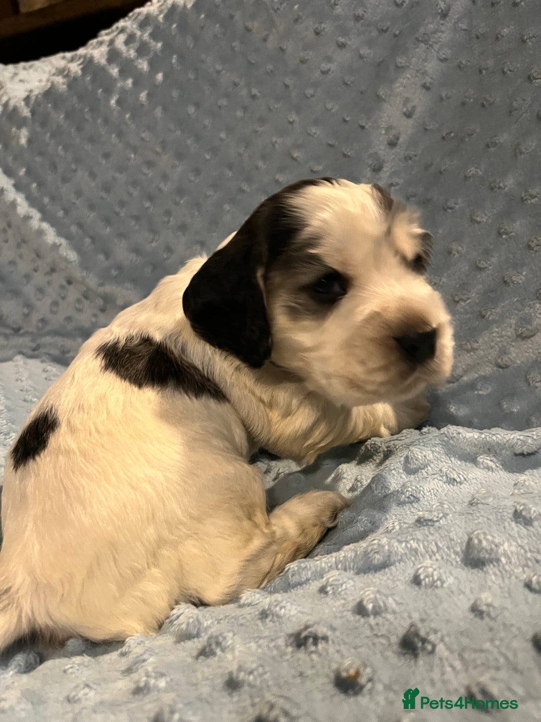 Cocker Spaniel dogs for sale: Exceptional KC registered Show Cocker Spaniels  - Image 16