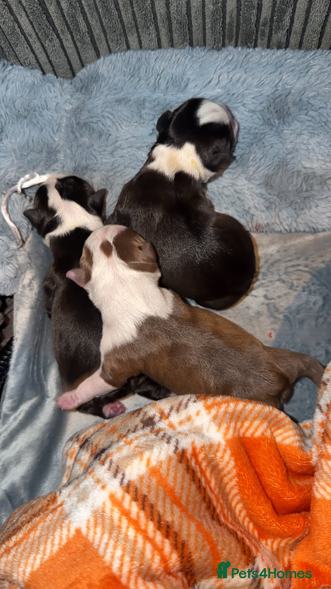 Boston Terrier dogs for sale: Quality Lines KC Registered Boston Terrier Puppies - Advert 14