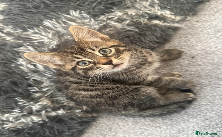 Domestic Shorthair cats - Advert 2