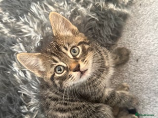 Domestic Shorthair cats - Advert 16