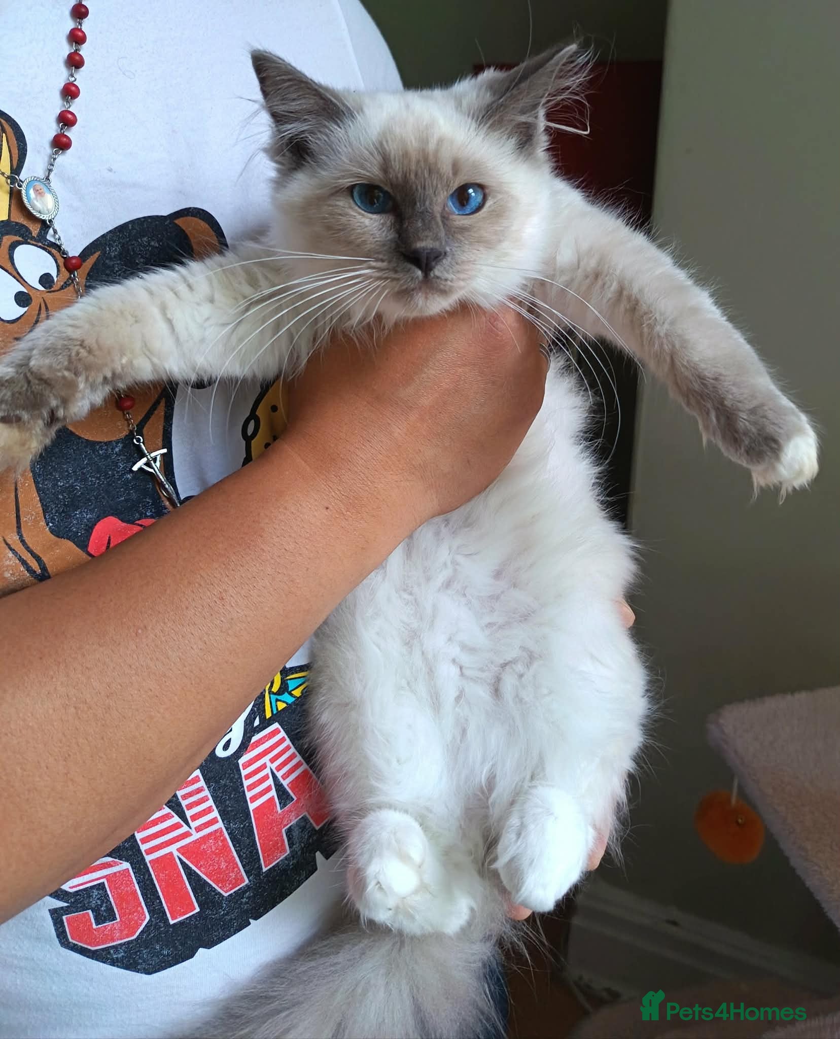 Ragdoll cats Champion Lines GCCF 5Gen Pedigree Blue Mitted - Advert 2