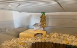 Hamster rodents for sale: Baby Syrian hamsters  - Image 3