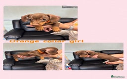 Dachshund dogs for sale: Miniature Dachshund pups £950 - Image 5