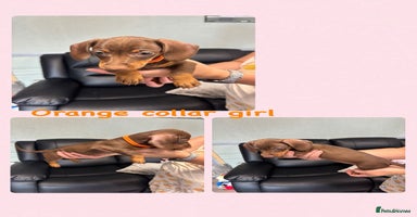 Dachshund dogs - Advert 2