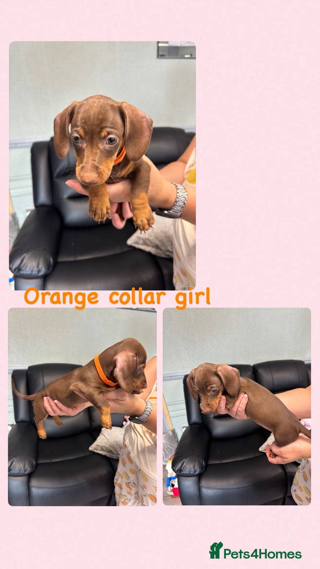Dachshund dogs for sale: Miniature Dachshund pups £950 - Image 5