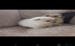Pomeranian dogs for sale: Miniature Pomeranian puppies - Image 8