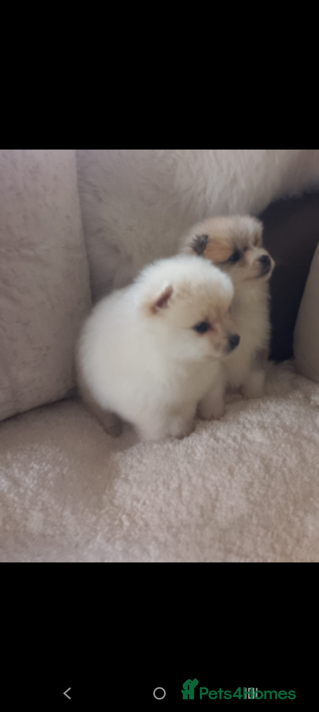 Pomeranian dogs for sale: Miniature Pomeranian puppies - Image 8