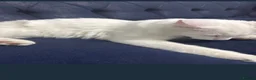 Turkish Angora cats for sale: kitten in Fleet - Advert 4