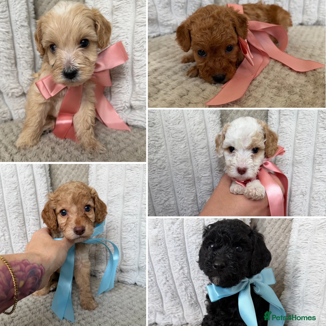 Mixed Breed dogs for sale: Cockerpoo X Cavapoochon Puppies - Advert 1