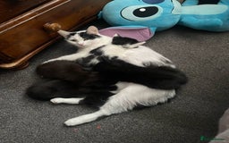 Mixed Breed cats for sale: Kittens - Image 4