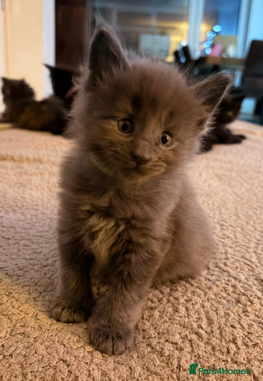 Maine Coon cats for sale: Halloween babies 🎃🐈‍⬛ 2 girls left - Advert 28