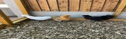 Mixed Breed poultry for sale: 5young hens 2 polish layers 3 silkies  - Advert 19