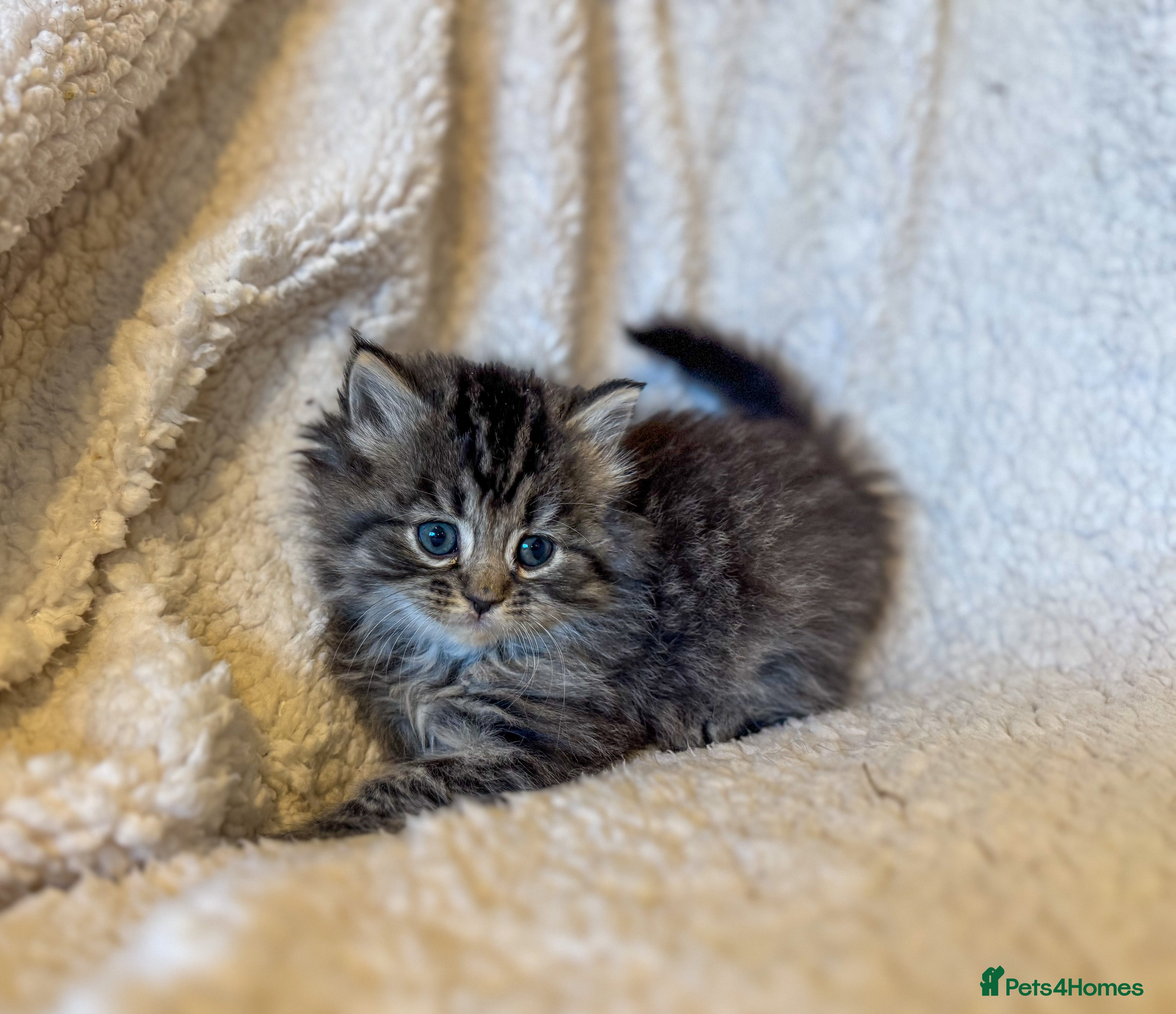 Ragdoll cats Ragdoll cross  - Advert 18