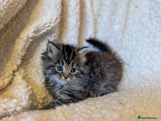 Ragdoll cats Ragdoll cross - Advert 18