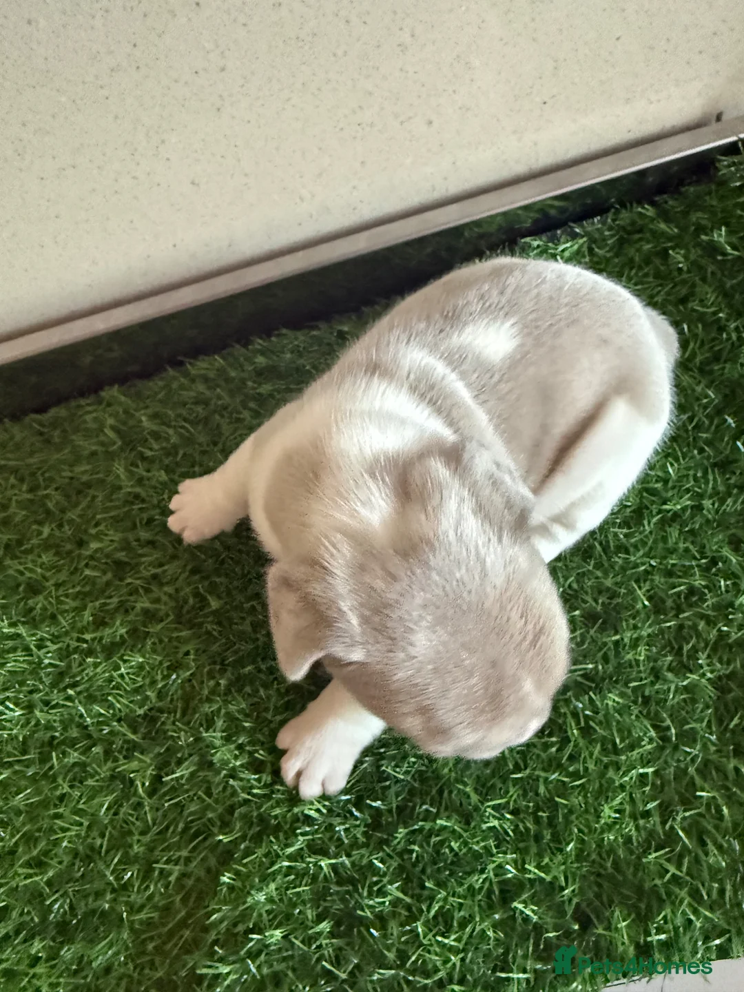 French Bulldog dogs for sale: French Bulldog Puppies 3 Female  - Advert 2