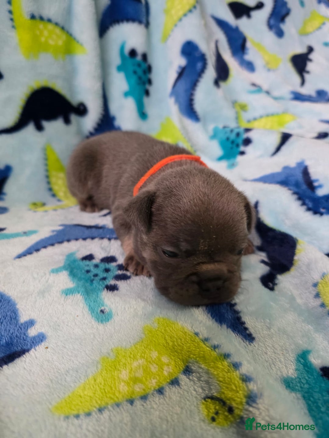 French Bulldog dogs for sale: BEAUTIFUL FRENCH BULLDOG PUPPIES  - Advert 13