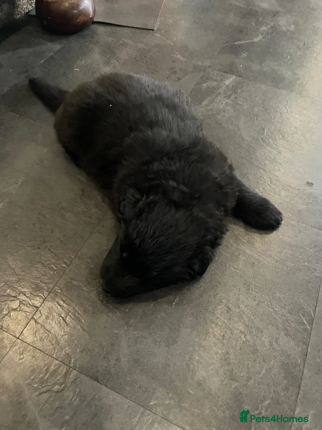 German Shepherd dogs for sale: German Shepherd puppies - Advert 25