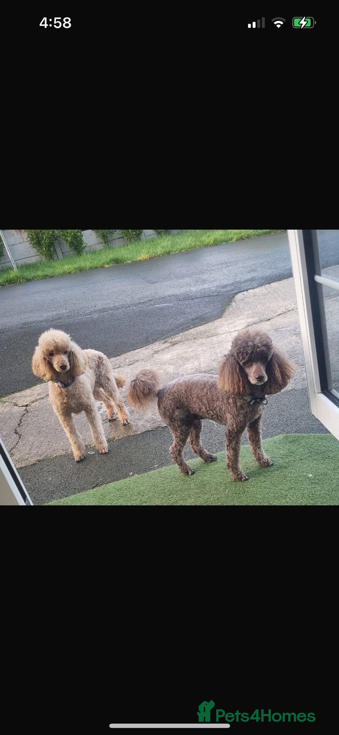 Miniature Poodle dogs for sale: 11 week old miniature poodle girl - Advert 7