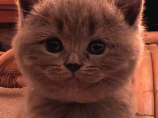 British Shorthair cats Beautiful fluffy British blue babies ready at ** - Advert 3