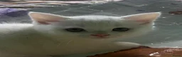 Scottish Fold cats for sale: Beautiful friendly kittens. - Advert 6