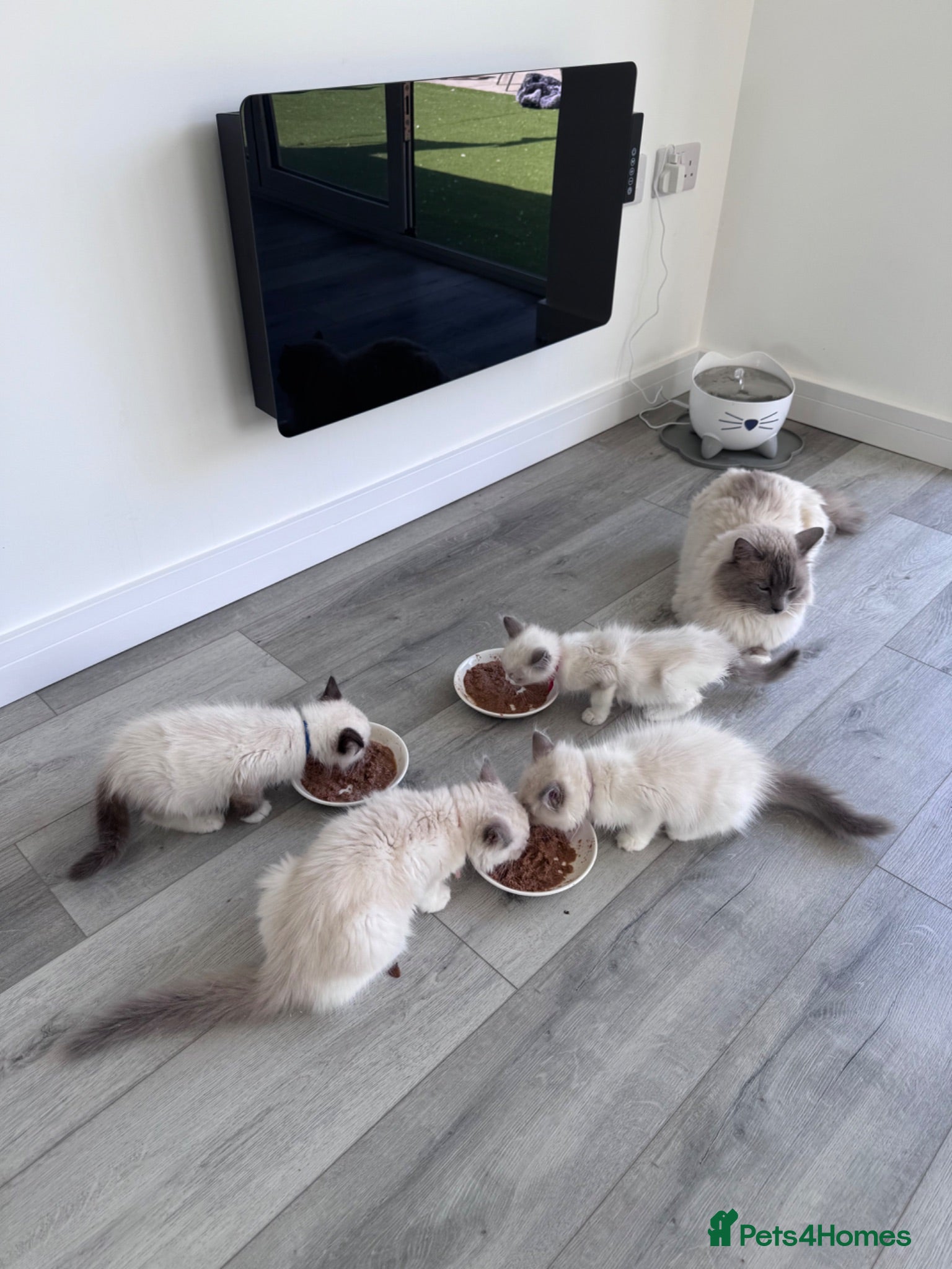 Ragdoll cats Beautiful TICA registered Ragdoll Kittens  - Advert 2