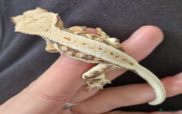 Gecko reptiles for sale: Juvenile Crested Geckos - Image 22