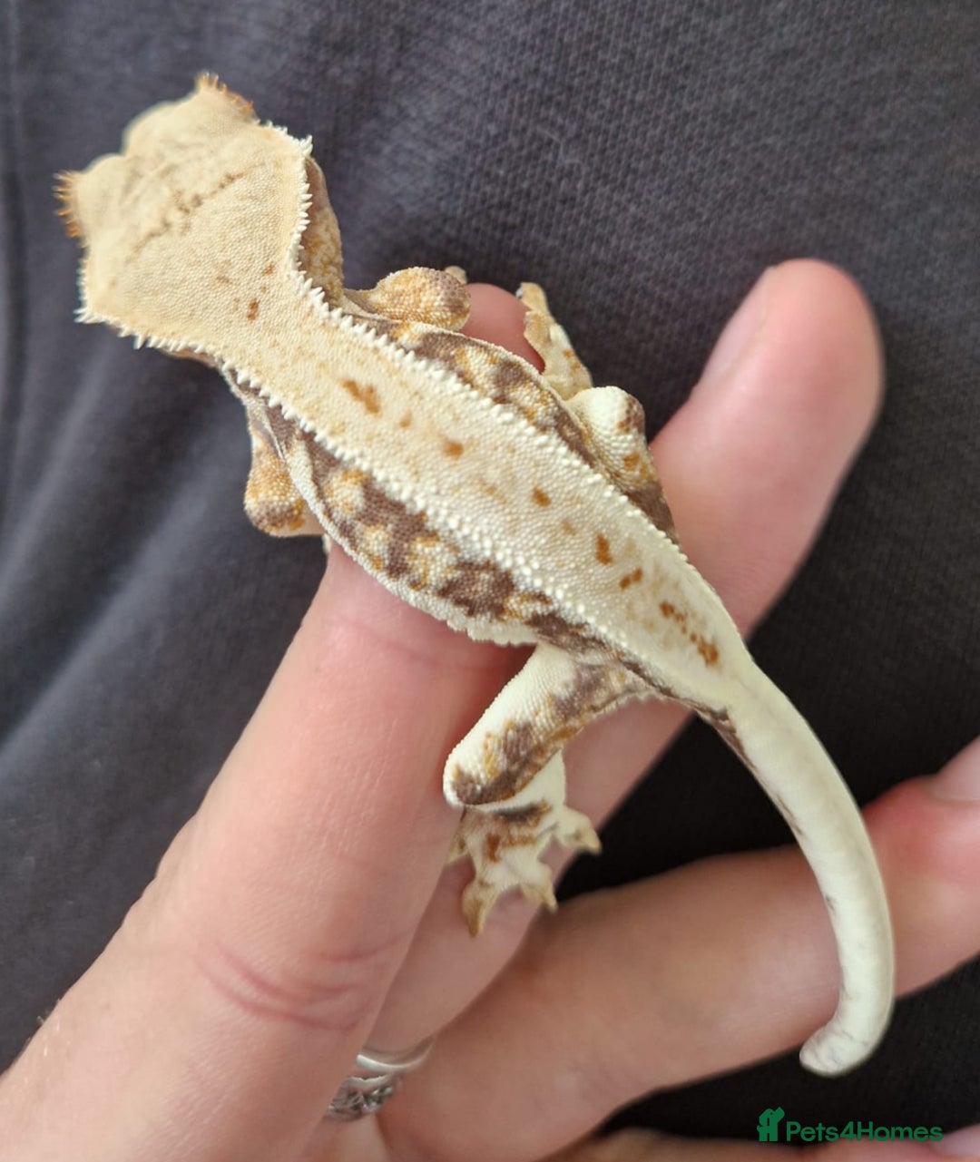 Gecko reptiles for sale: Juvenile Crested Geckos - Image 22