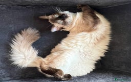 Ragdoll cats for sale:  Rehoming Ragdoll Cats. Indoor Homes Onlyz  - Image 13