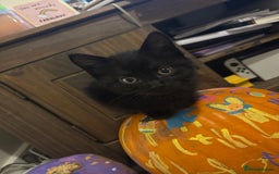 Mixed Breed cats for sale: Ragdoll/domestic shorthair  - Image 24