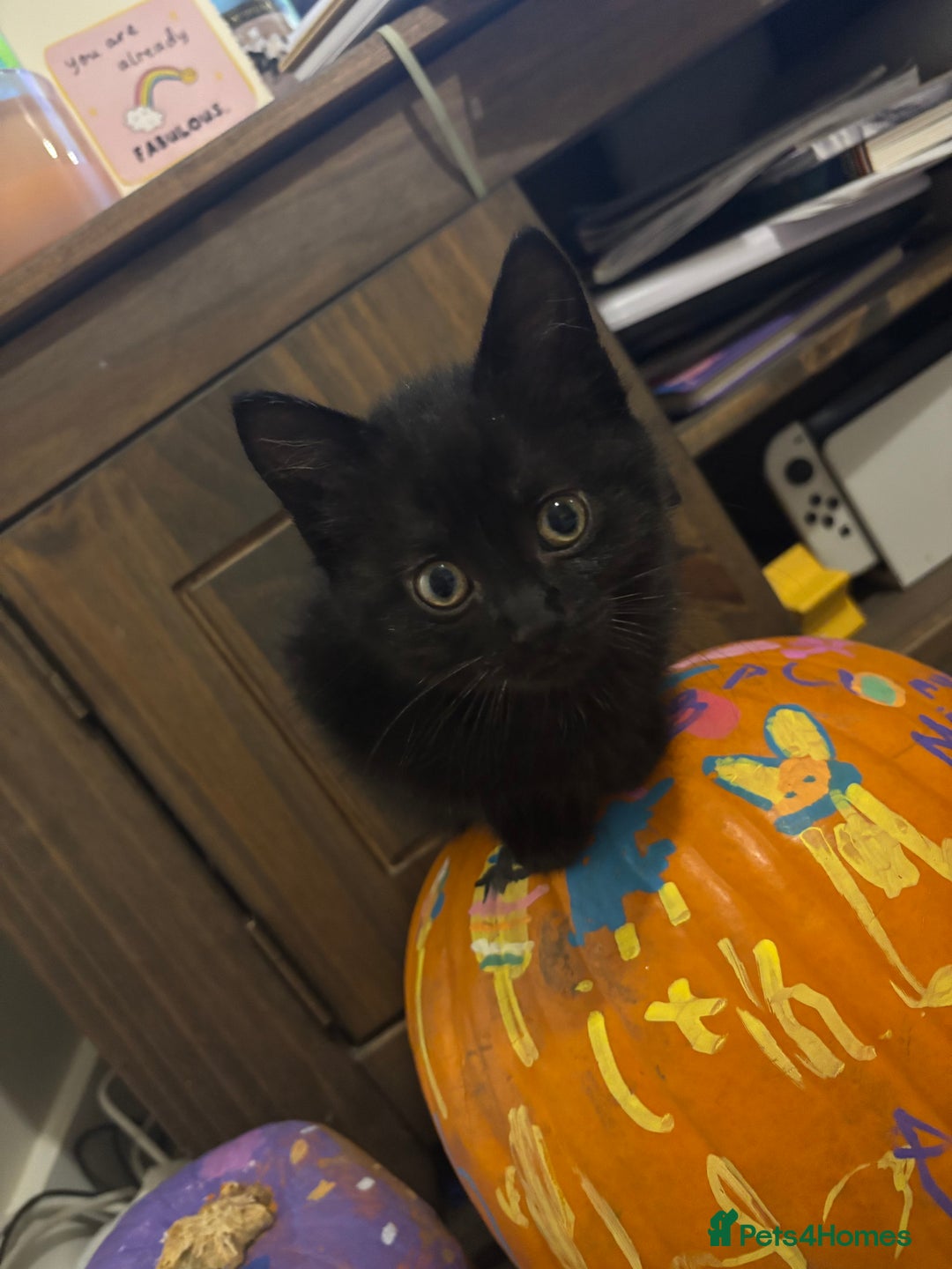 Mixed Breed cats for sale: Ragdoll/domestic shorthair  - Image 24