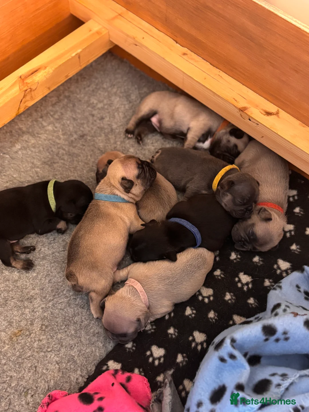 French Bulldog dogs for sale: 🐾 Adorable French Bulldog Puppies 🐾 - Advert 18