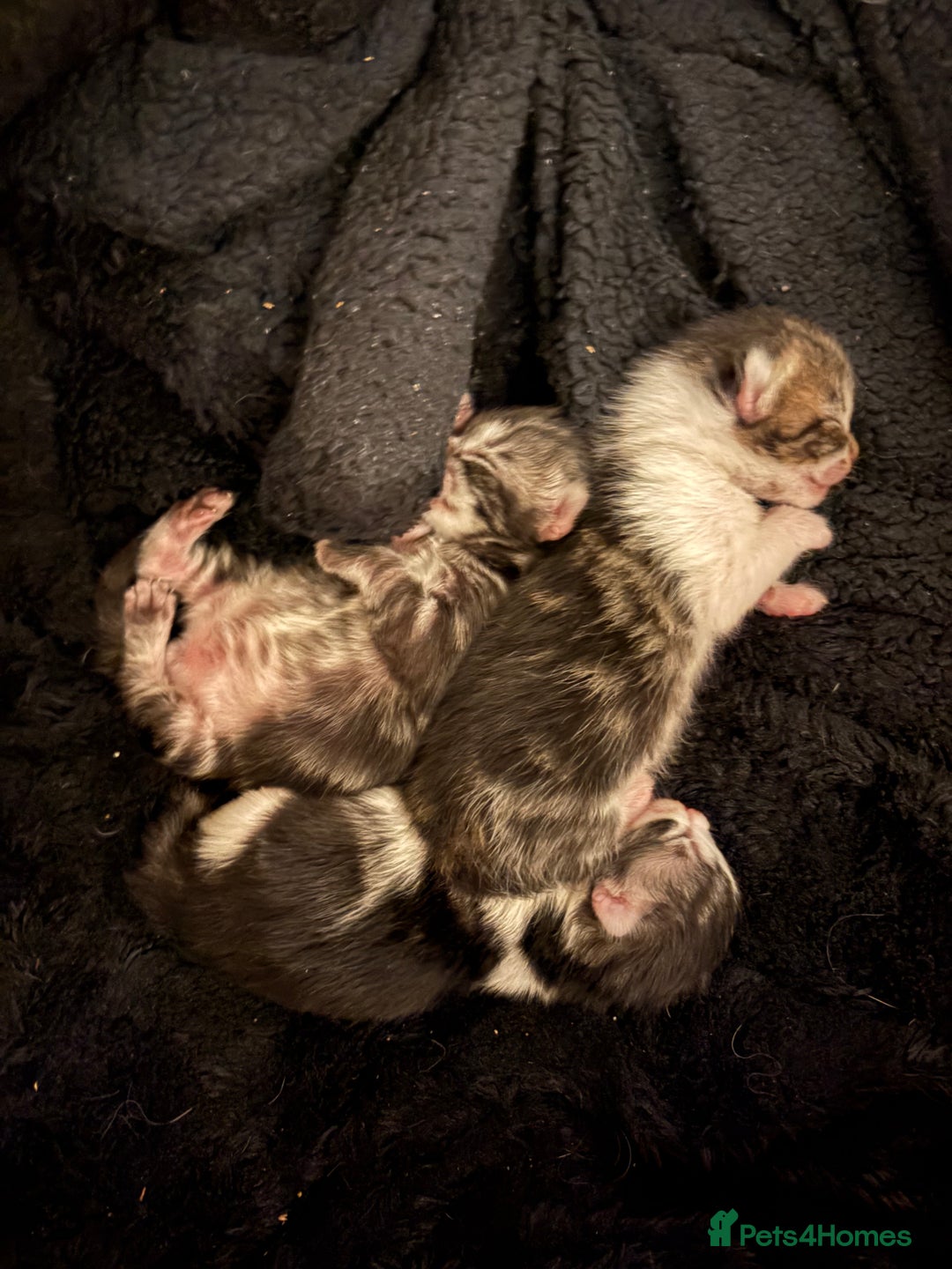 Scottish Fold cats for sale: Scottish fold/mixed - Advert 4