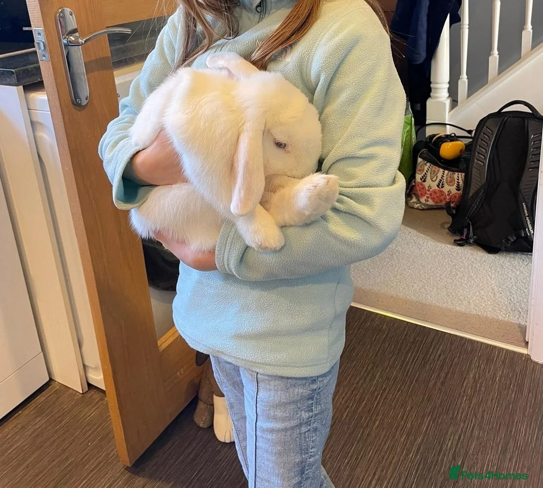 Dwarf Lop rabbits for sale: White dwarf lop in Addlestone - Advert 2