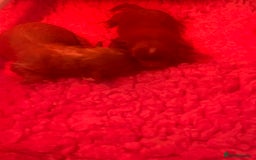 Cavapoo dogs for sale: F1 Cavapoo Girls - Image 4