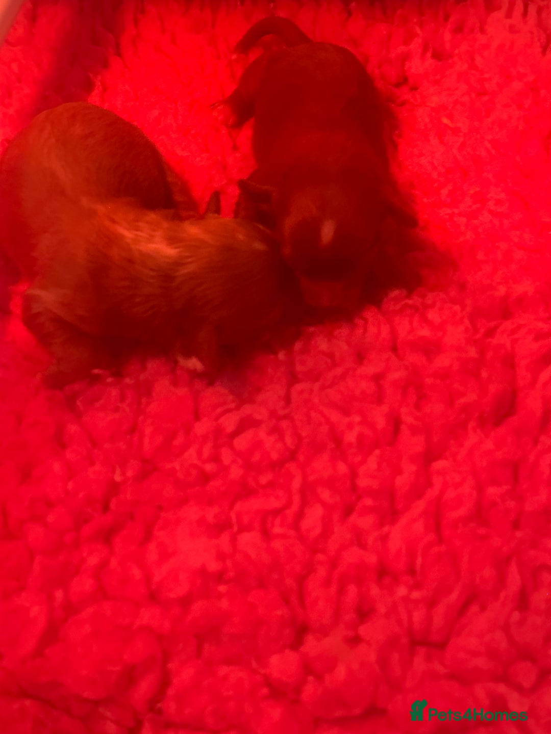 Cavapoo dogs for sale: F1 Cavapoo Girls - Image 4