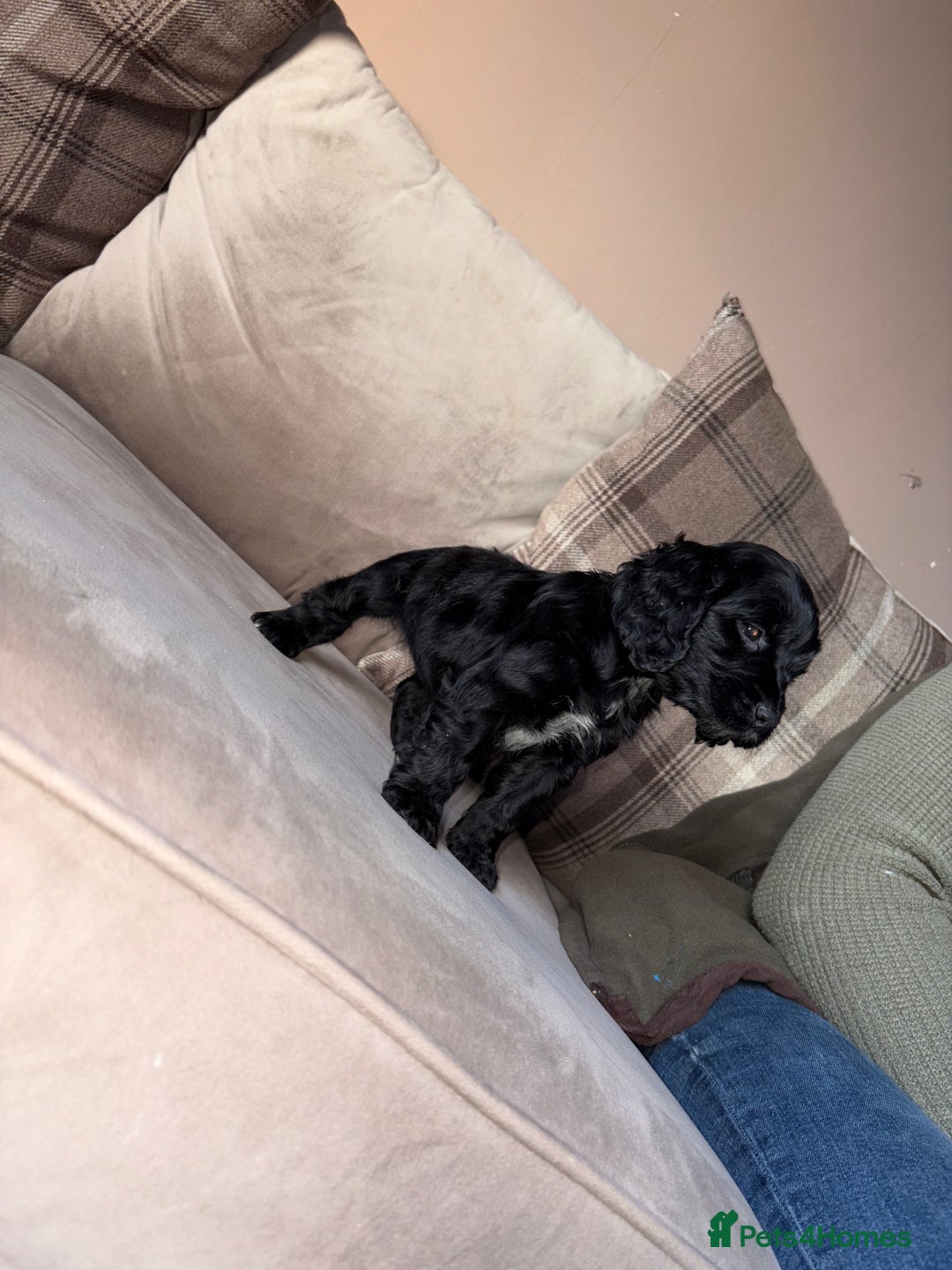 Cocker Spaniel dogs for sale: Cocker spaniel puppies 🐶 - Image 1