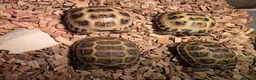 Tortoise reptiles for sale: Baby horsefield tortoise with full set up - Advert 7